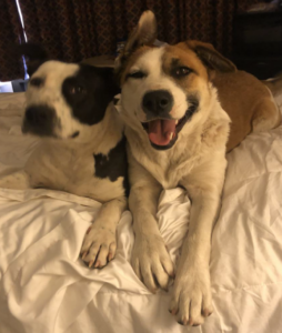 Two happy dogs are lying on a white bed, looking directly at the camera with playful expressions.