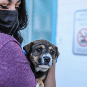 A person wearing a mask gently holds a small, brown and white puppy close to their chest.
