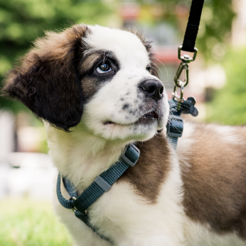 A young St. Bernard puppy wearing a harness looks inquisitively to the side in a grassy yard.