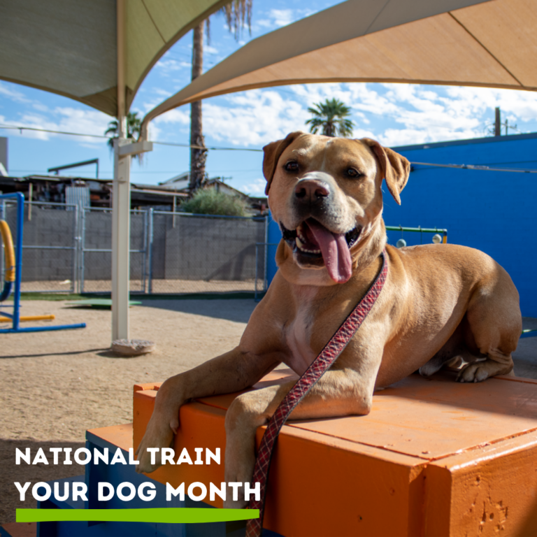 A happy, tan-colored dog with a red leash rests on a bench at a dog park.