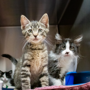 Two fluffy tabby kittens gaze upward with curious expressions in a cozy indoor setting.