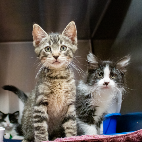 Two fluffy tabby kittens gaze upward with curious expressions in a cozy indoor setting.