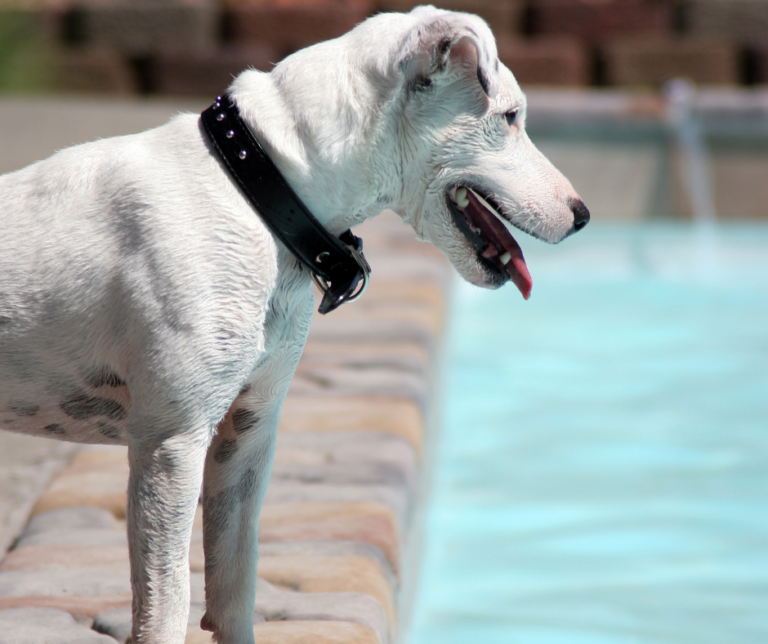 A wet, white dog with a studded collar stands near a swimming pool, panting with its tongue out.