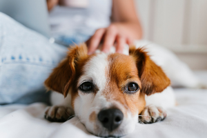 A small, brown and white dog rests on a bed with a hand petting it gently.