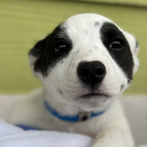 A black and white puppy with a blue collar looks up with big, curious eyes.