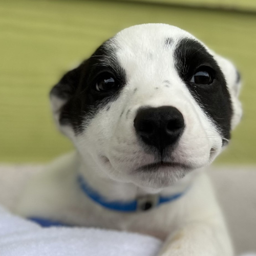 A black and white puppy with a blue collar looks up with big, curious eyes.