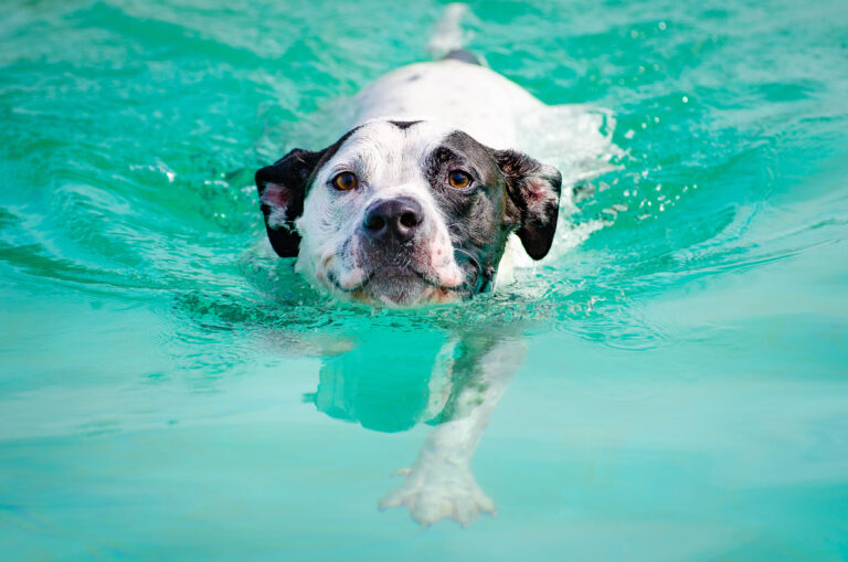 A white and black dog swims happily in a turquoise pool, splashing water.