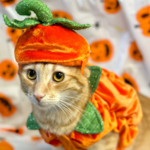 A ginger cat wears an orange pumpkin costume with green leaf accents for Halloween.