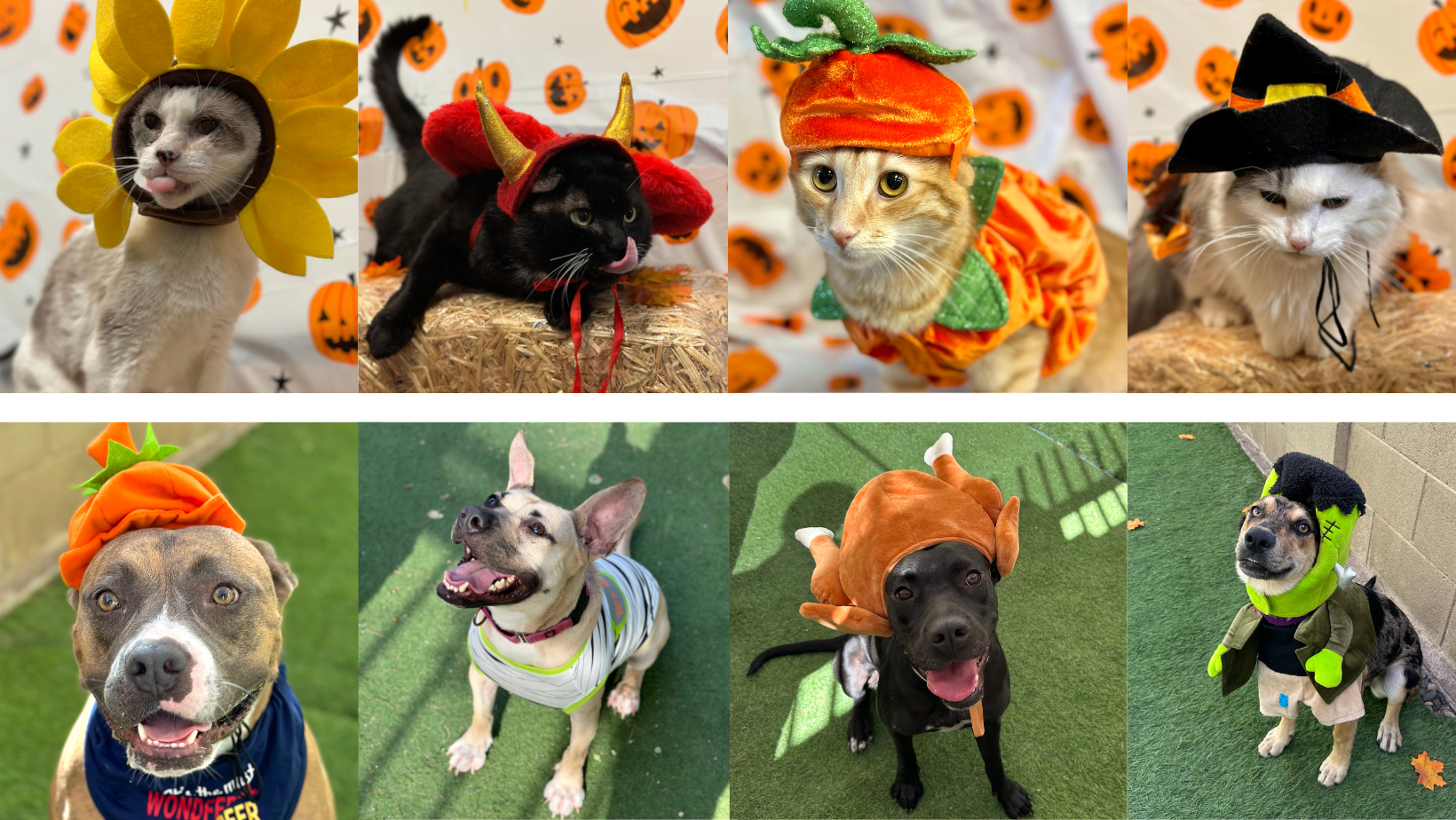 A grid of eight shelter pets dressed in Halloween costumes including pumpkin, witch, devil, and turkey outfits