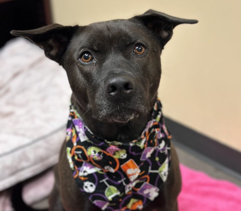 A black dog with attentive eyes wears a Halloween-themed bandana and looks directly at the viewer.