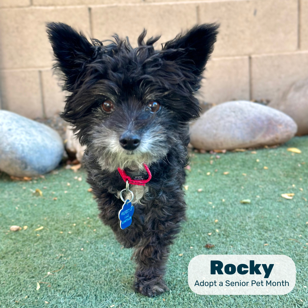 A scruffy black-and-gray senior dog stands on turf in a graphic reading 'Rocky, Adopt a Senior Pet Month'