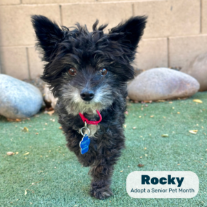 A shaggy, black dog named Rocky looks directly at the viewer with a red collar and tag.