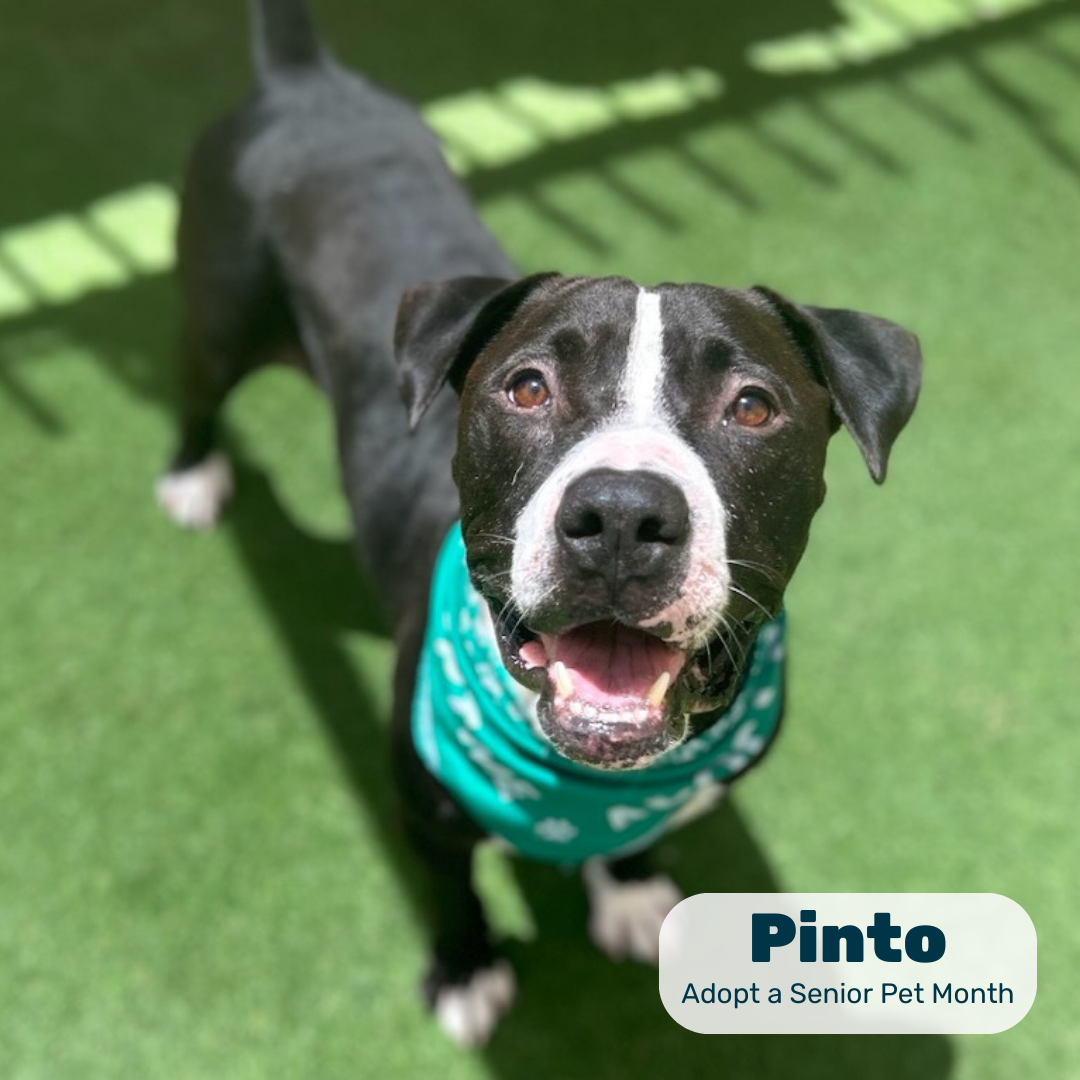 A black senior dog with white markings wears a teal bandana in a graphic reading 'Pinto, Adopt a Senior Pet Month'