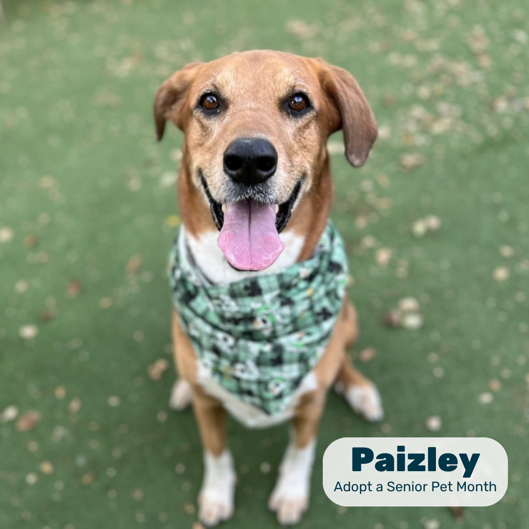 A tan senior dog in a plaid bandana sits smiling on turf in a graphic reading 'Paizley, Adopt a Senior Pet Month'