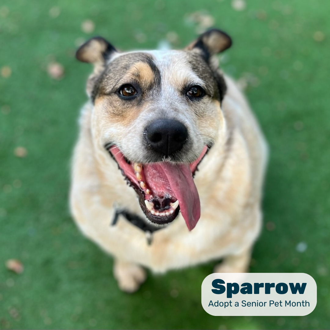 A senior cattle-dog mix pants happily on turf in a graphic reading 'Sparrow, Adopt a Senior Pet Month'
