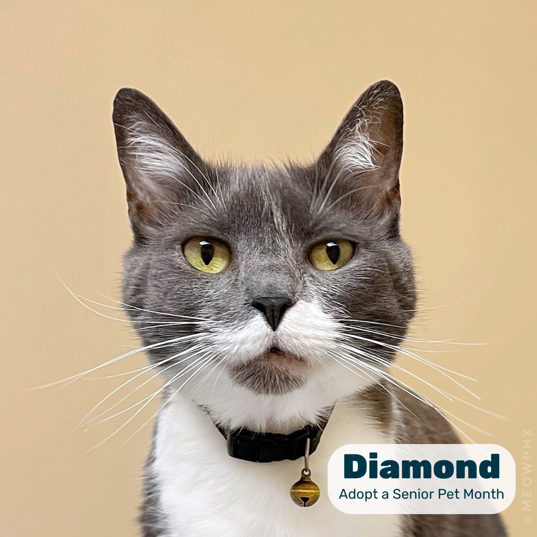 A gray-and-white senior cat gazes forward in a graphic reading 'Diamond, Adopt a Senior Pet Month'