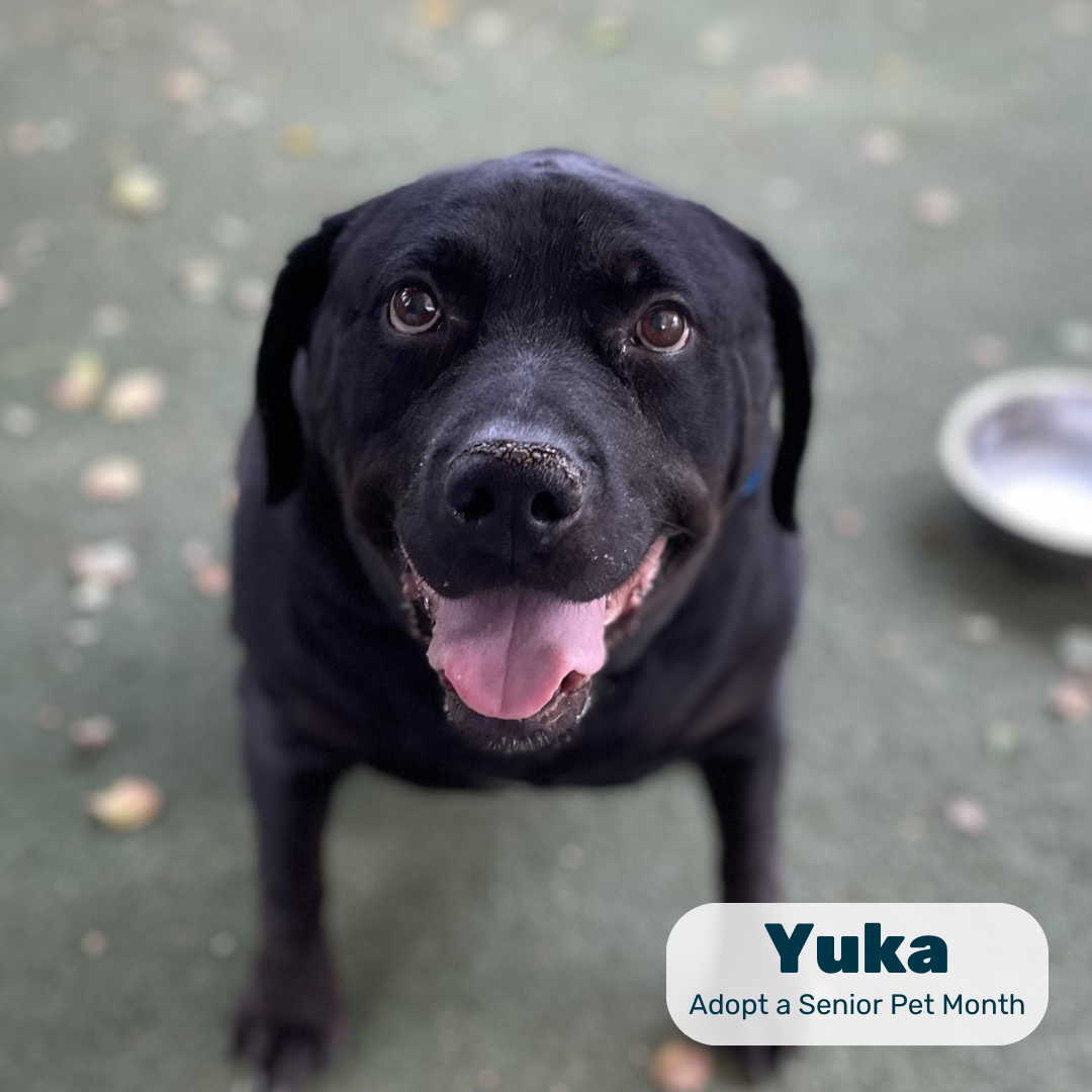 A black senior dog stands on turf near a food bowl in a graphic reading 'Yuka, Adopt a Senior Pet Month'