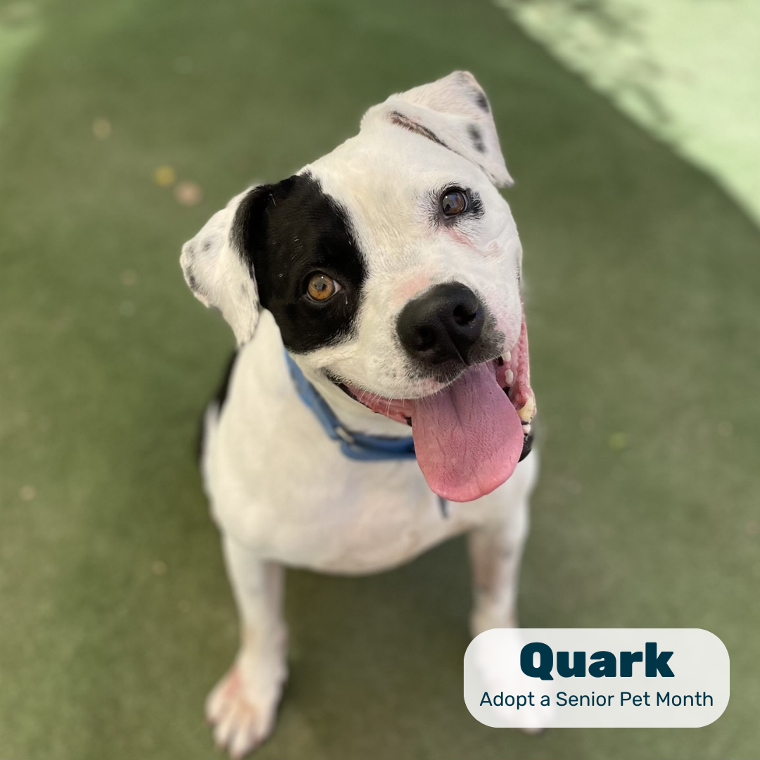 A white-and-black senior dog tilts its head on turf in a graphic reading 'Quark, Adopt a Senior Pet Month'
