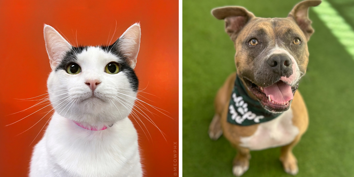 A black-and-white cat in a pink collar and a brindle dog in a green bandana appear side by side in a collage