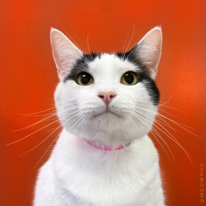 A white cat with black markings gazes upward with curious green eyes against a bright orange background.