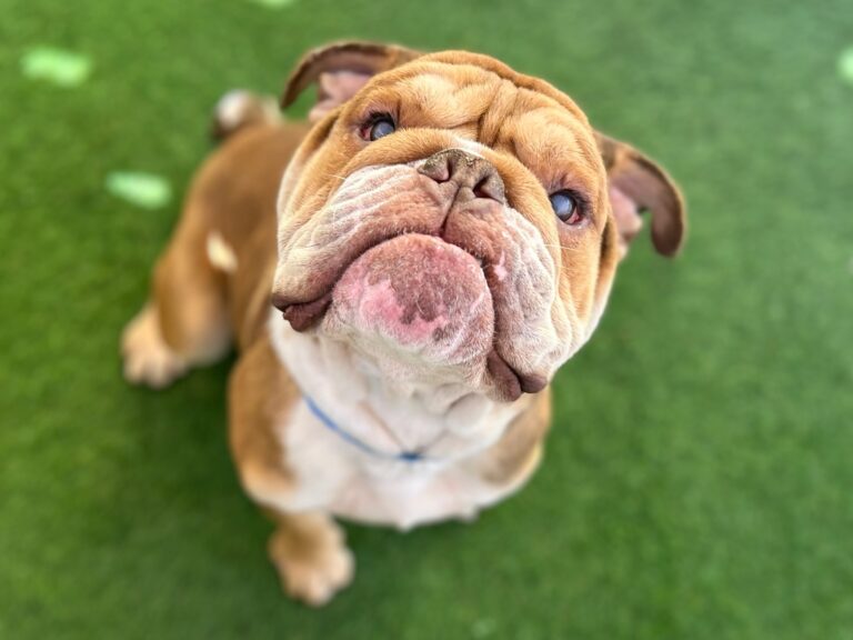 An English bulldog looks upward with a curious and sweet expression on a green lawn.