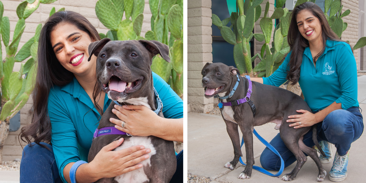 Two photos of a woman in a teal AAWL polo shirt holding and walking a gray pit-bull-type dog by cacti