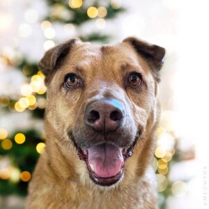 A brown dog with a happy expression looks directly at the viewer with a blurred Christmas tree in the background.