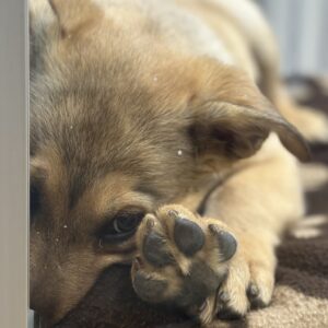 Close-up of a tan puppy lying down with a paw resting over its face.