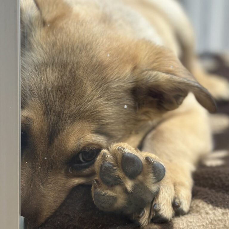 Close-up of a tan puppy lying down with a paw resting over its face.