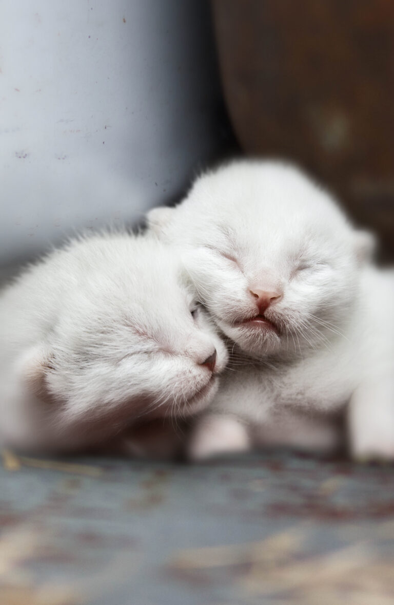 Two fluffy white kittens are curled up asleep together on a gray surface.