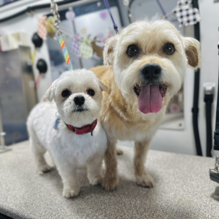Two fluffy dogs, a white Maltese and a cream-colored Shih Tzu, pose happily at a grooming salon.
