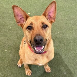A happy brown dog with perked ears and a wide smile looks directly at the camera.