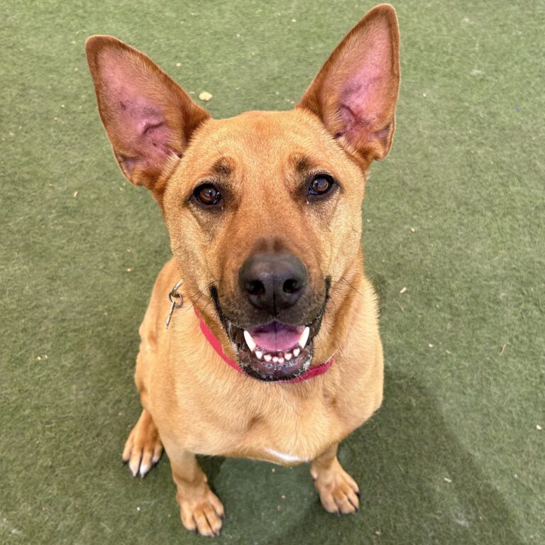 A happy brown dog with perked ears and a wide smile looks directly at the camera.