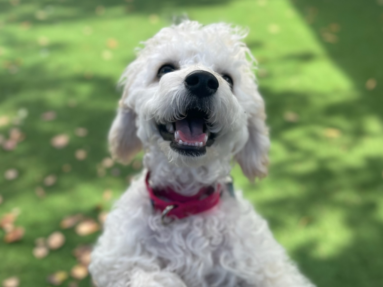 A happy, fluffy white poodle smiles widely with its mouth open in a grassy yard.