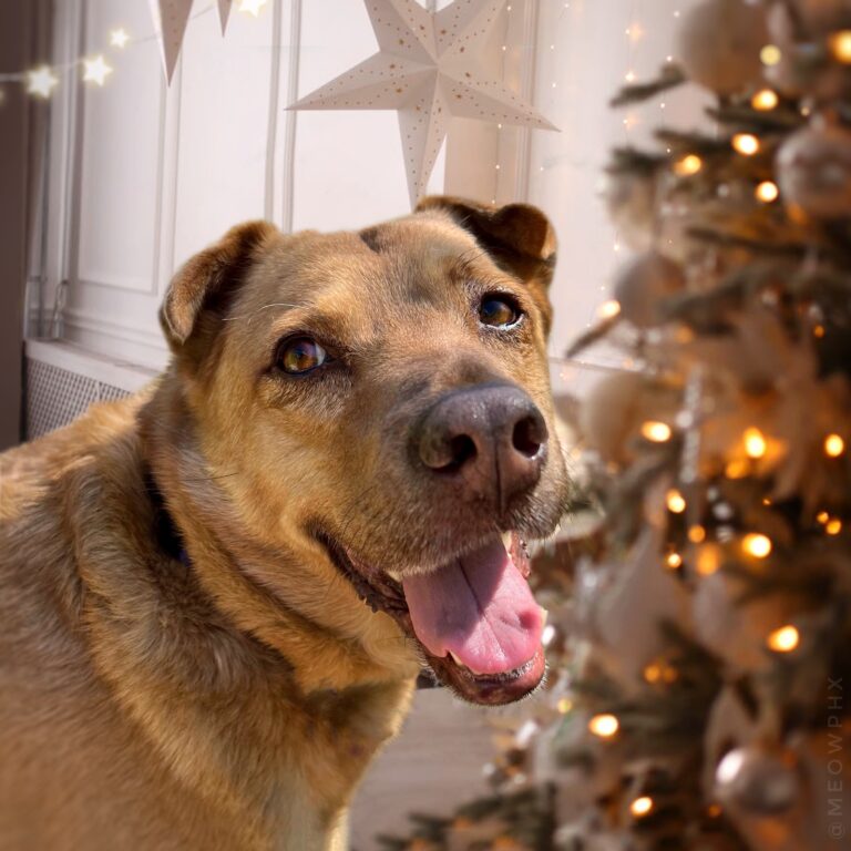 A happy dog with its tongue out stands near a decorated Christmas tree and star decoration.