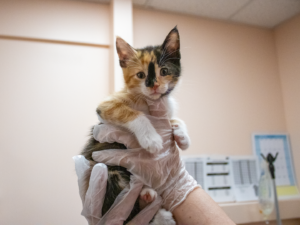 A small calico kitten is held in a clear plastic bag at a veterinary clinic.