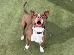 A brown and white pit bull mix stands on turf looking up with its mouth open and ears perked