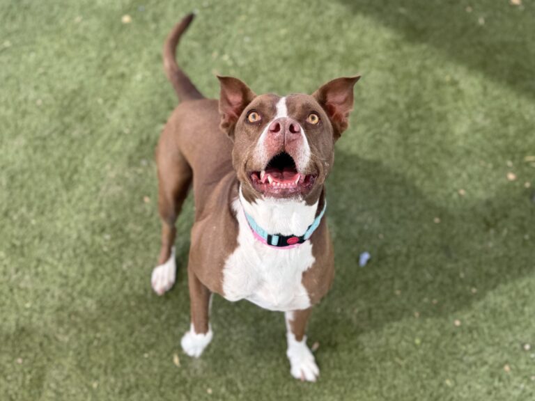 A brown and white pit bull mix stands on turf looking up with its mouth open and ears perked