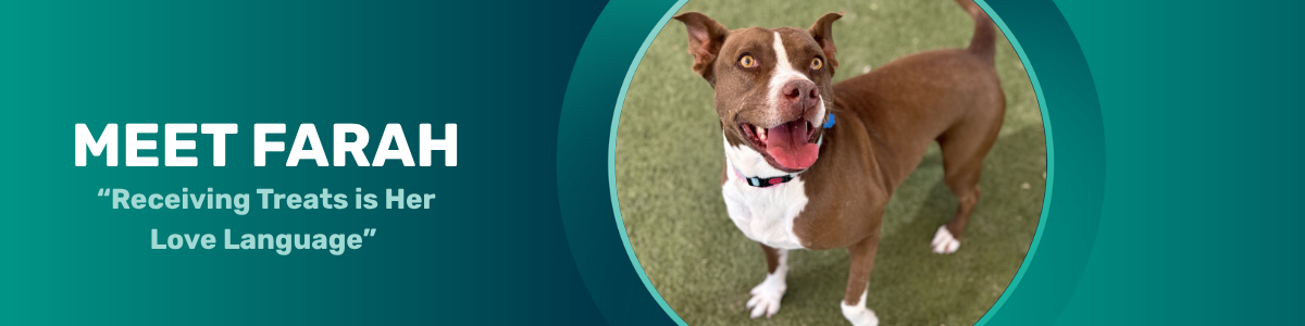 Farah - pet of the week