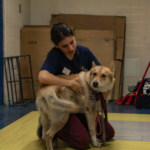 A woman kneels, gently examining a Shiba Inu dog with a harness and leash.