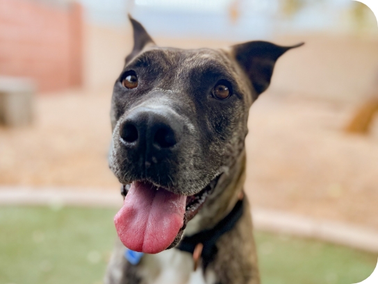 A brindle dog with pointed ears sticks its tongue out happily in an outdoor play yard