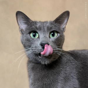 A gray cat playfully sticks its pink tongue out with wide, green eyes.