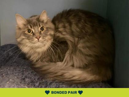 Brown tabby and white cat resting on a gray blanket | Darcy