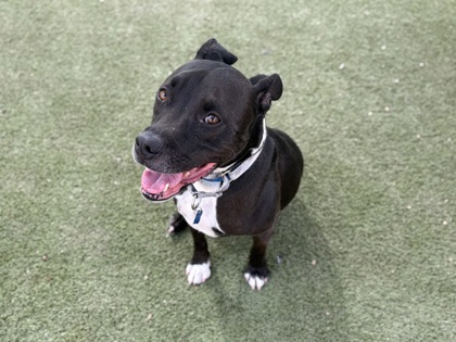 Medium charcoal and white American Staffordshire Terrier mix dog | Ichabod