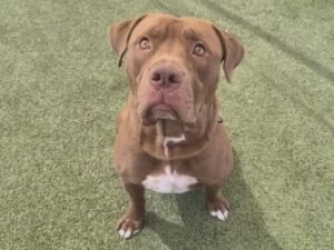 Large brown American Staffordshire Terrier mix dog | Bumper