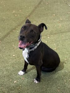 Medium charcoal and white American Staffordshire Terrier mix dog | Ichabod