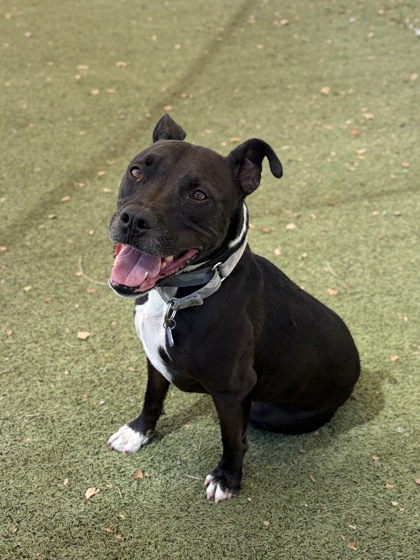 Medium charcoal and white American Staffordshire Terrier mix dog | Ichabod