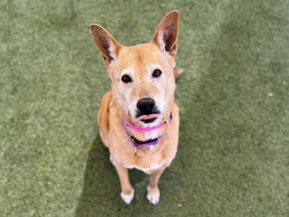 Large golden Australian Kelpie dog | Teagan