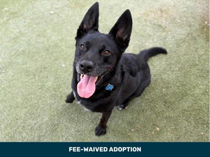 Large black and white German Shepherd dog | Tang