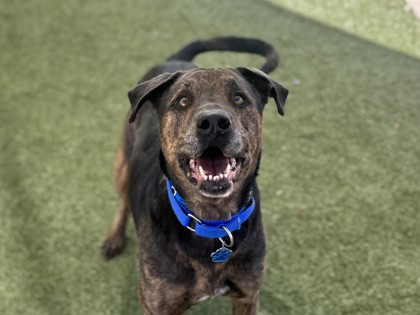 Brown and black dog smiling on green grass | Cane